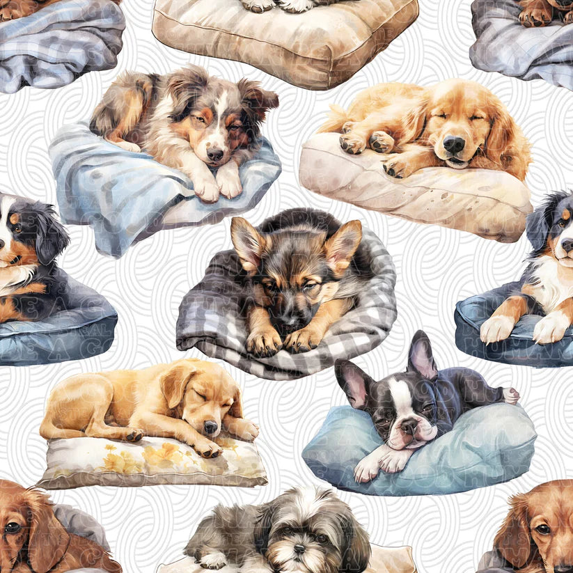 Cat and Dog - 028