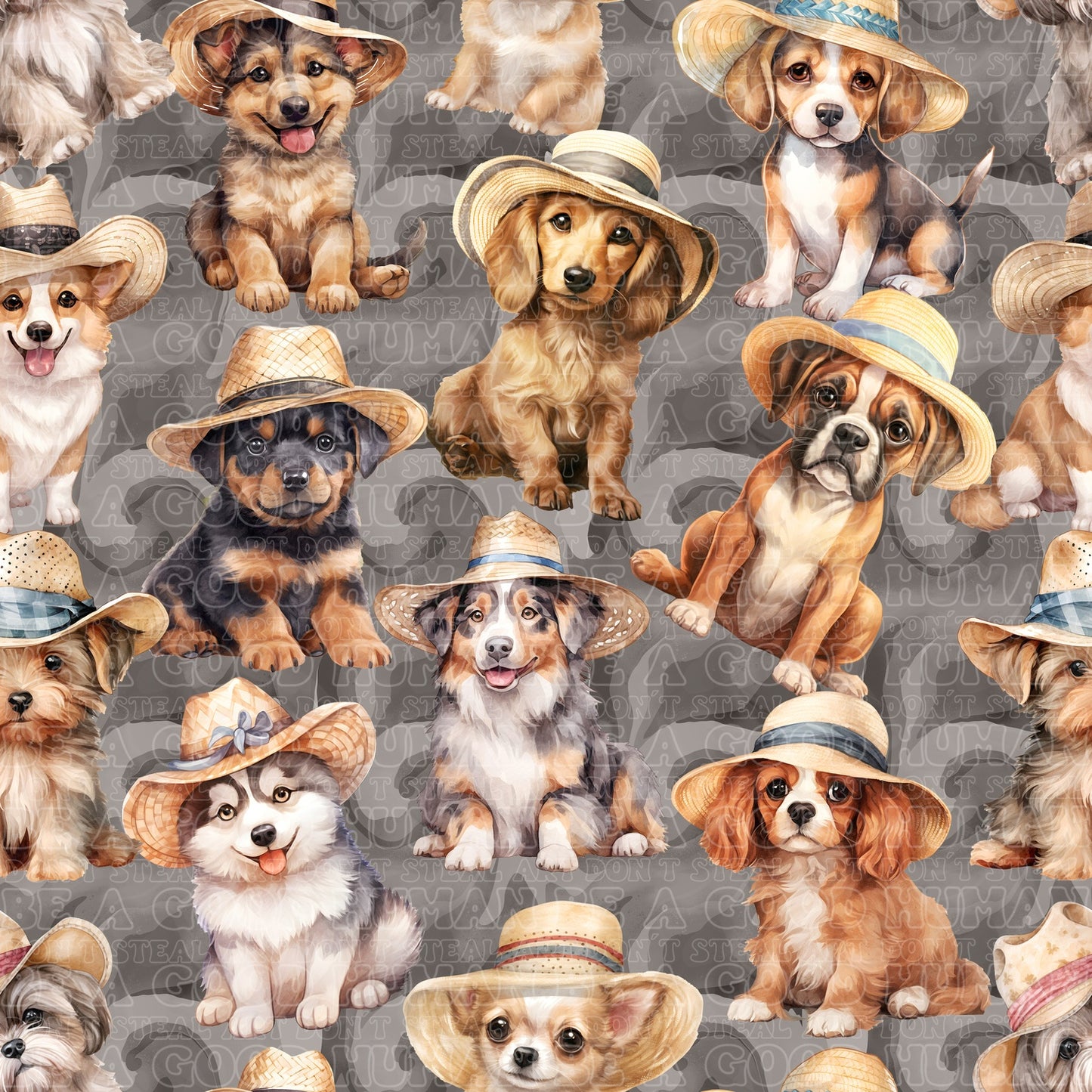 Cats & Dogs 062