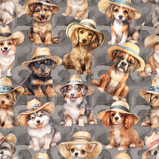 Cats & Dogs 062