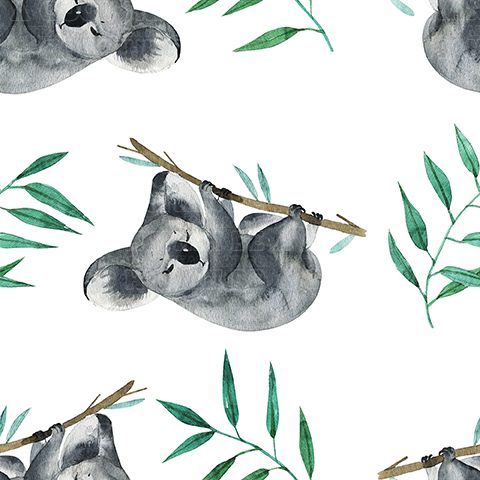 Koala 1