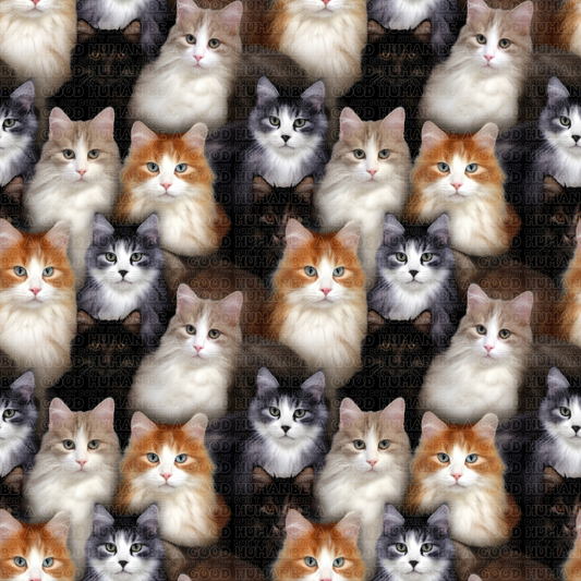 Cats & Dogs 035